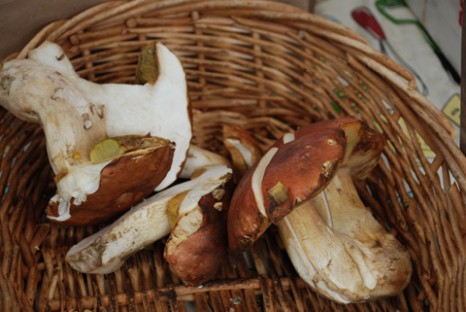 Luxury items, like these porcini mushrooms, are just one thing you'd be able to forage. CC image provided by kthread