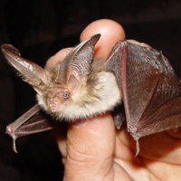 One Welsh animal set to suffer under increased air traffic and noise pollution is this handsome chap: the lesser long-eared bat. Credit: Mnolf, 2005