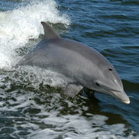 Bottlenose dolphins, a protected UK species, will be in the firing line if Virgin Galactic decide to launch their spacecrafts over the Bristol Channel. Credit: NASA, 2005
