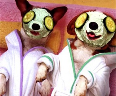 With matching robes, rejuvenating face masks and fresh cucumbers for their eyes, these two doggy divas enjoy a well deserved spa day at Mucky Pups. Picture credit: Mucky Pups