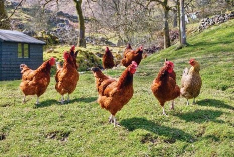 Raise your own free range chickens in even the smallest urban garden