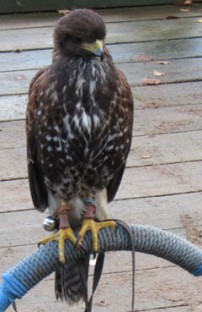 harris hawk 1 crop