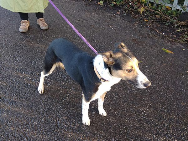 a dog being walked by a volunteer