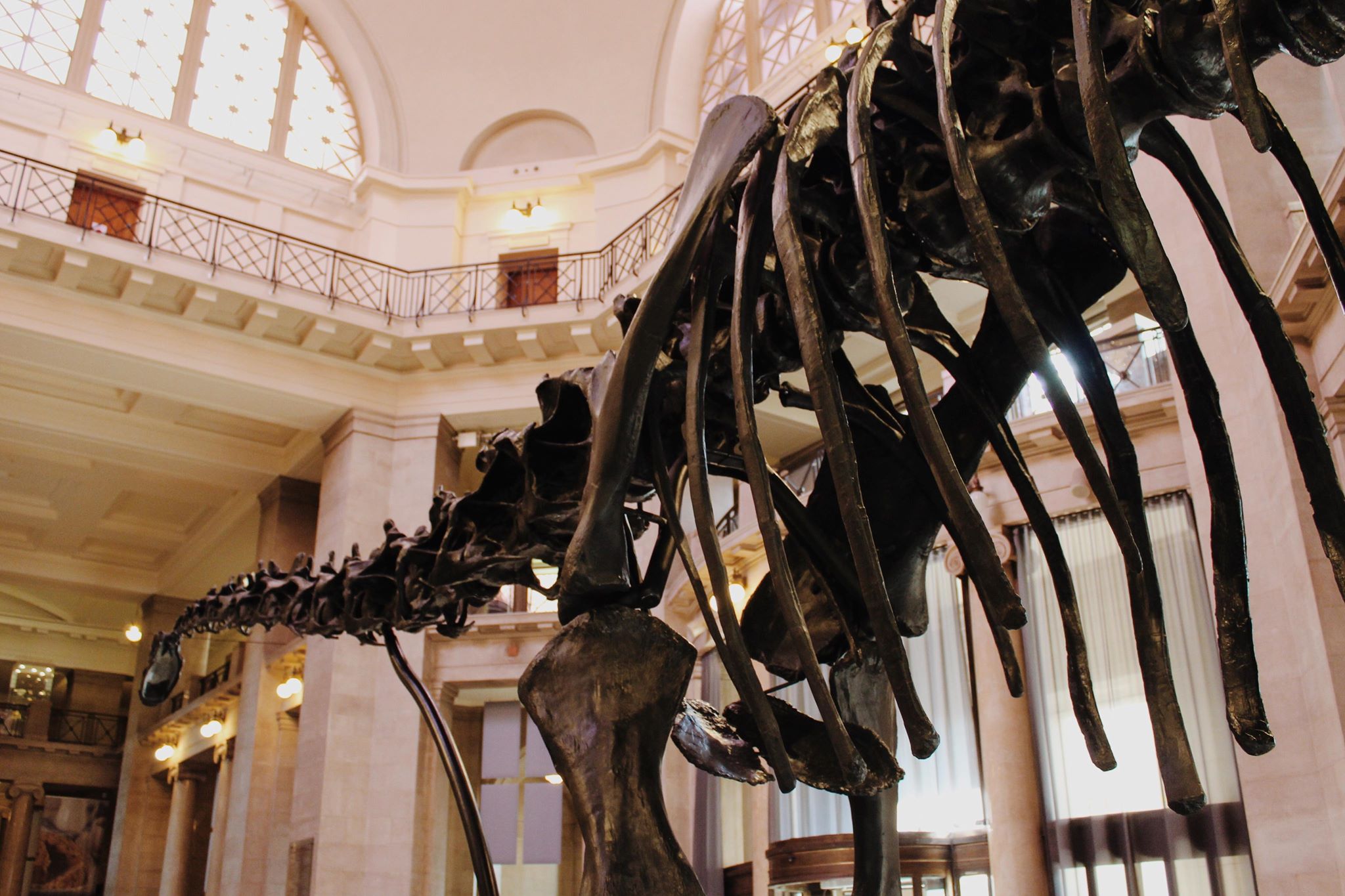 The National Museum will be home to Dippy until January 2020