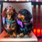 Two dogs sit on a stool at a dog-friendly event wearing brightly coloured bows