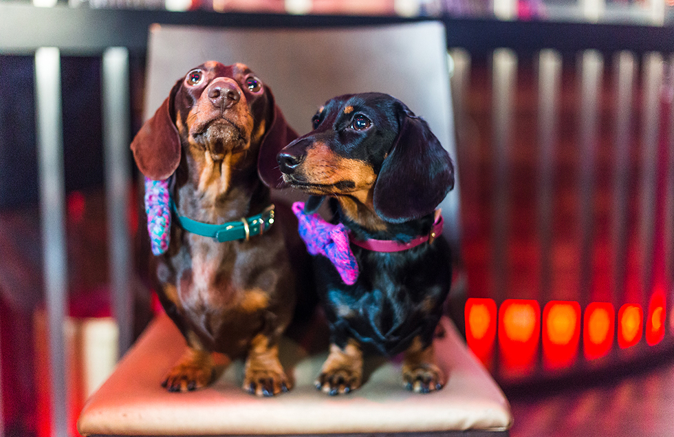 Two dogs sit on a stool at a dog-friendly event wearing brightly coloured bows