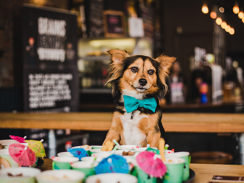 A dog with a bow sits in front of brightly coloured cocktail drinks