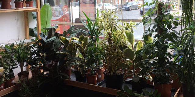 A variety of house plants