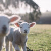 Welsh baby sheep in a field