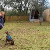 Woman handing a dog a treat in a garden
