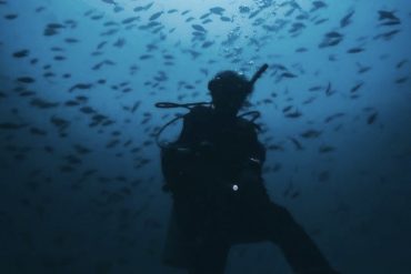 A silhouette of a diver surrounded by fish