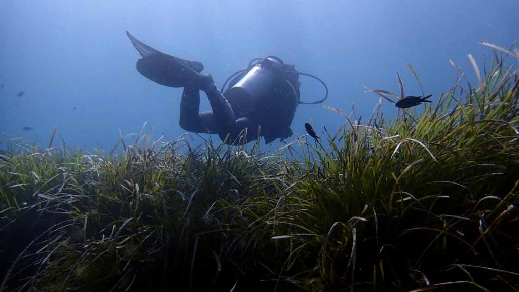 A person scuba diving across seagrass