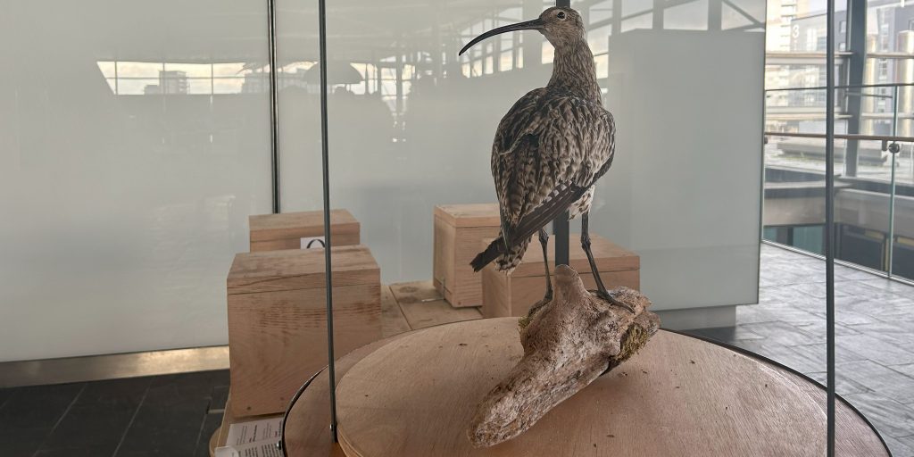 A taxidermy curlew sits on a branch in a display case at the exhibition