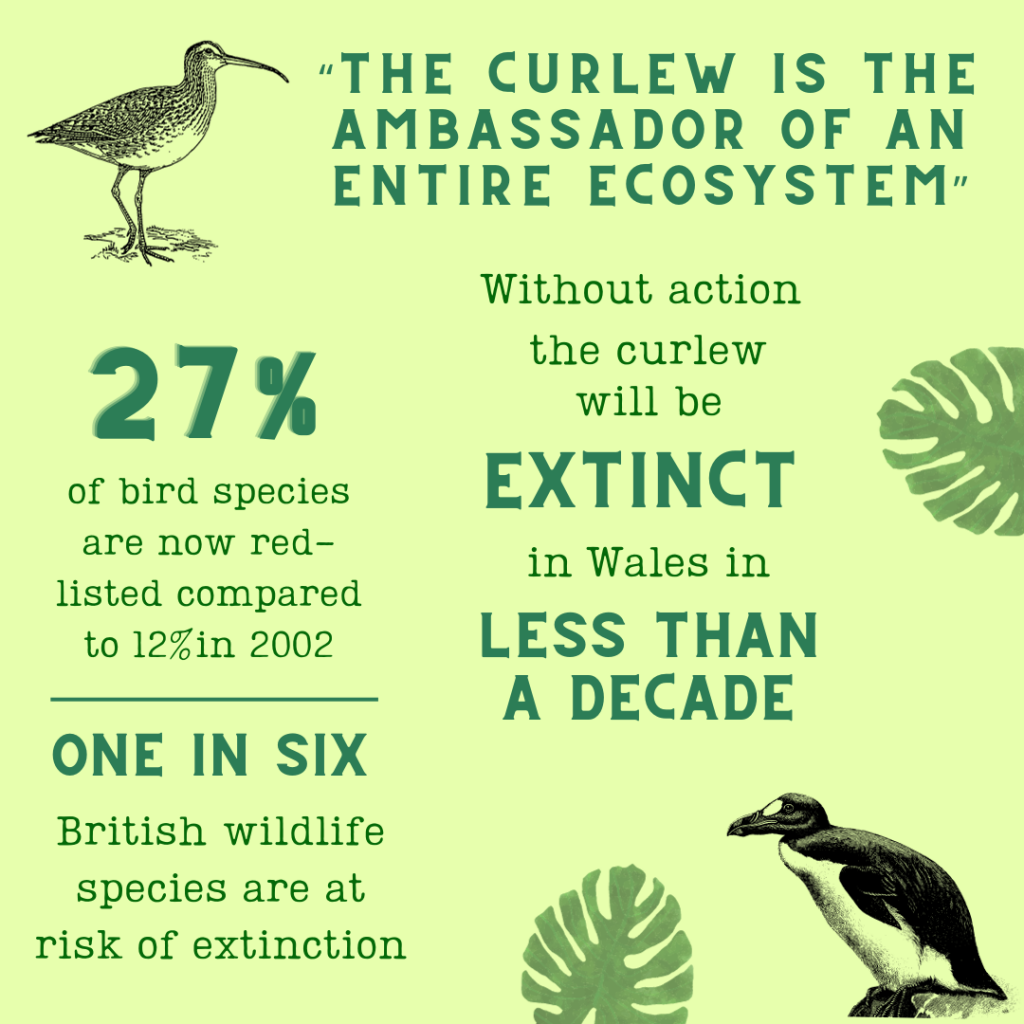 This image has an empty alt attribute; its file name is The-curlew-infographic-1024x1024.png