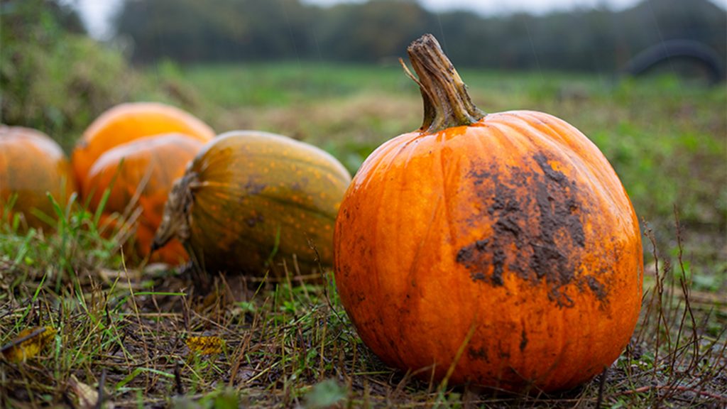 Pumpkins in a field