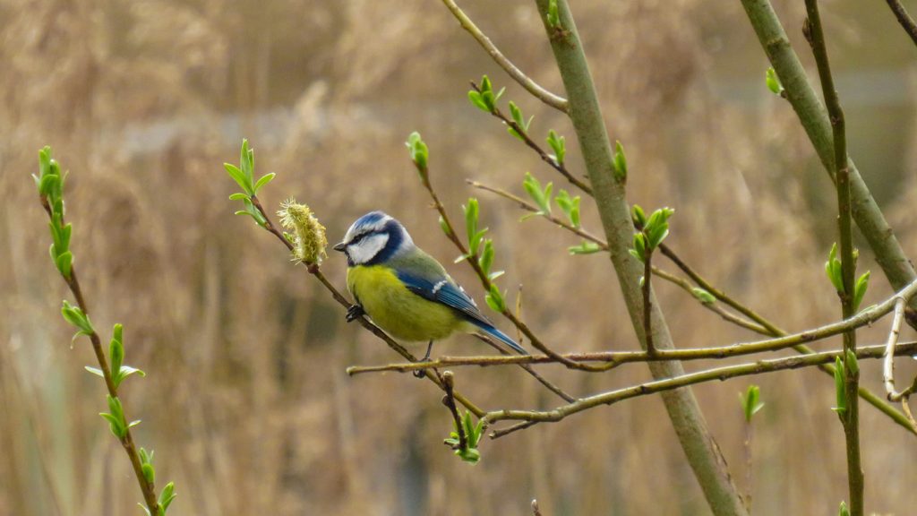 Climate change being zoomed in on through the exploration of British birdlife