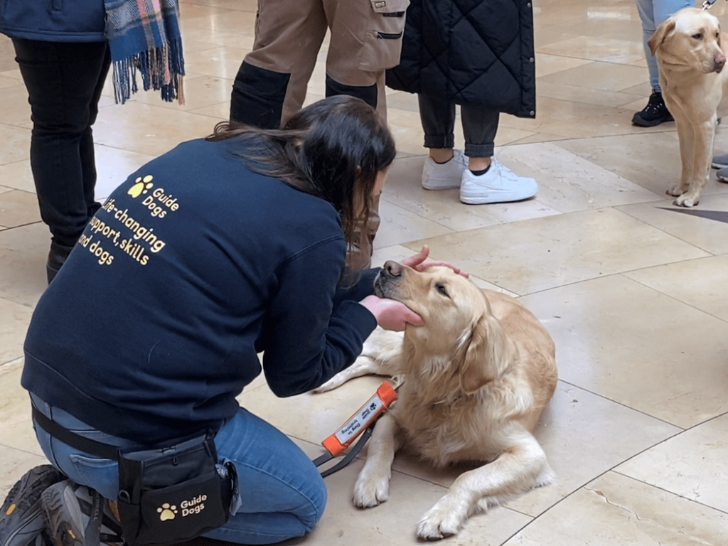 Nigel the Golden Retriever is petted by one of the Guide Dogs Cymru trainers