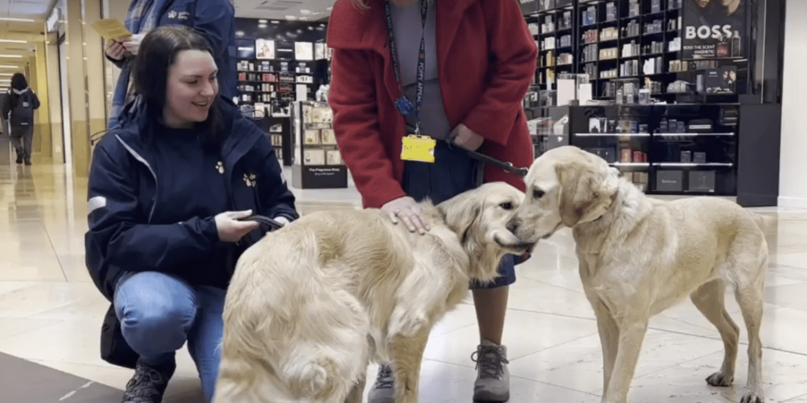 Two guide dogs (Nigel, a Golden Retriever and Portia, a Labrador) with their owners in the St Davids shopping centre.