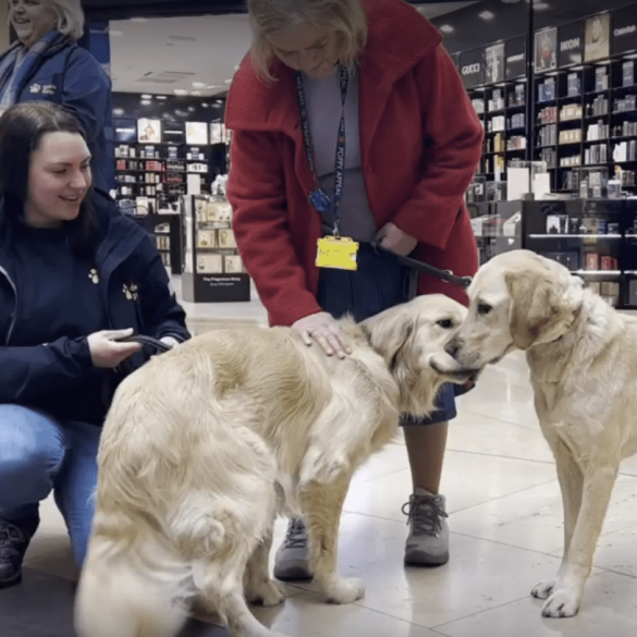 Two guide dogs (Nigel, a Golden Retriever and Portia, a Labrador) with their owners in the St Davids shopping centre.