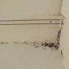 Black mold