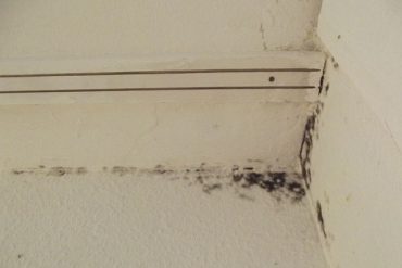 Black mold