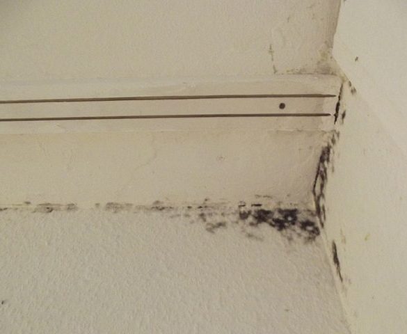 Black mold