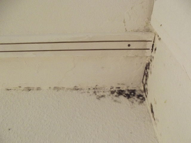 Black mold