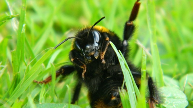 Bee cropped