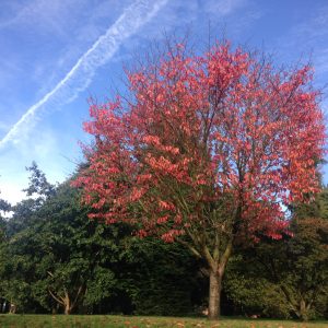 The park has over 2000 trees, and has the highest number of 'Champion trees' in any UK park. Champion trees are the largest known of their type in Britain. 