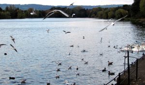 A view of birds flying over the Roath Park Lake. The lake is one of the major attractions in the park because of its variety of birds.