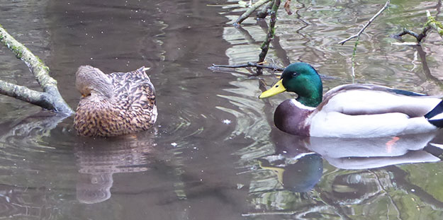 ducks, Cardiff, Forest Farm, Nature
