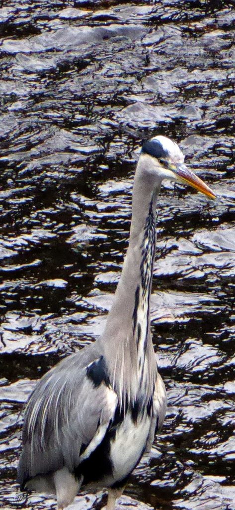 heron, forest farm, nature, Cardiff