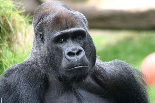 Are gorillas kept in cruel conditions? Wikimedia Commons/Brocken Inaglory