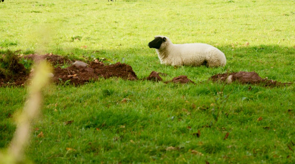 Sheep is lying on the grass