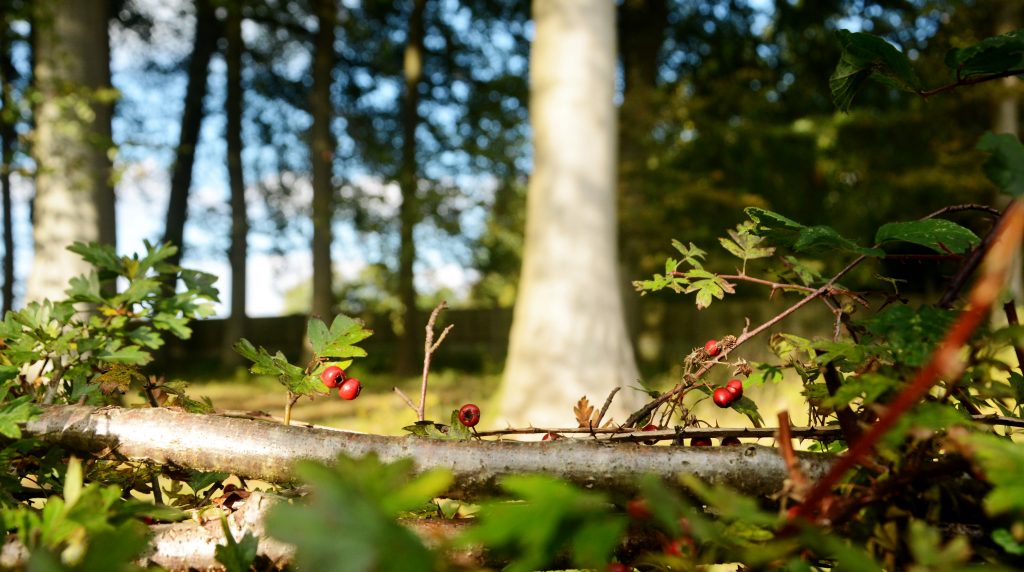 Trees in St Fagan