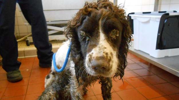 This dog was found dumped in Newport last year and had to be put to sleep shortly after