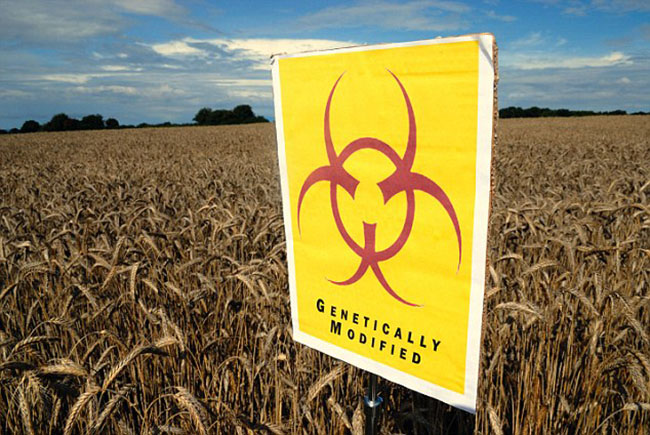 gm-crops-biohazard