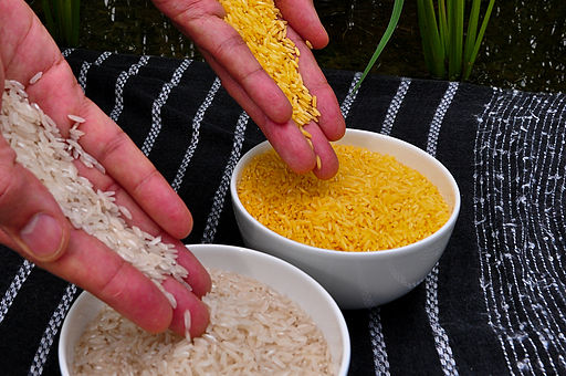 Photo Credit International Rice Research Institute. Creative Commons Licence