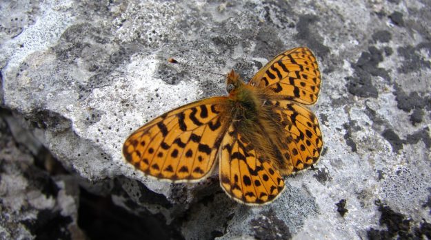 The Pearl Fritillary Butterfly 