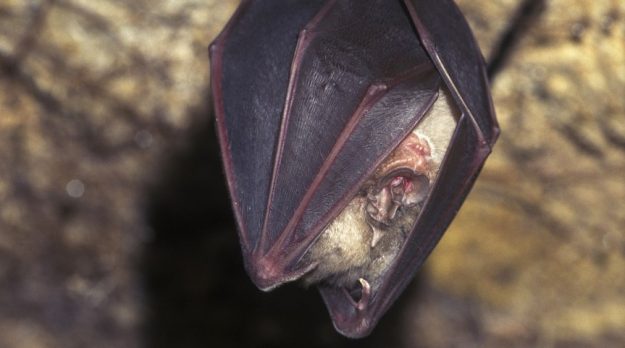 bat Wales Endangered 