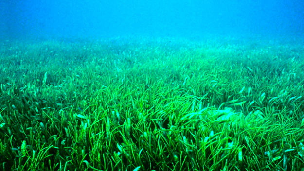 Under water image of seagrass meadows