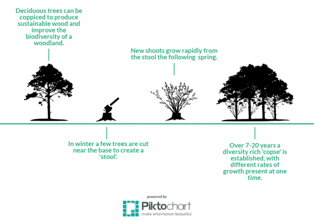 Infographic desciribing the process of coppicing woodland