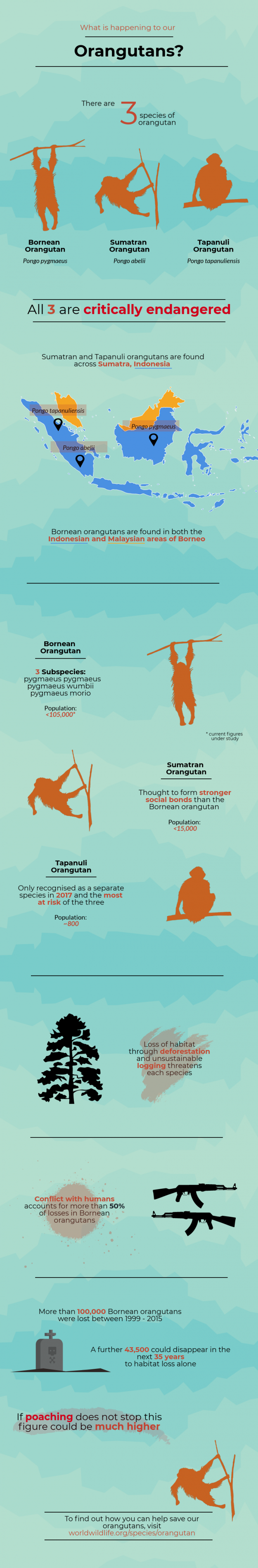 Orangutan infographic