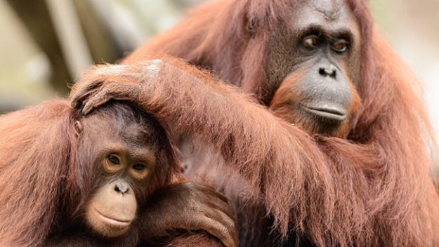 Adult and young Orangutan