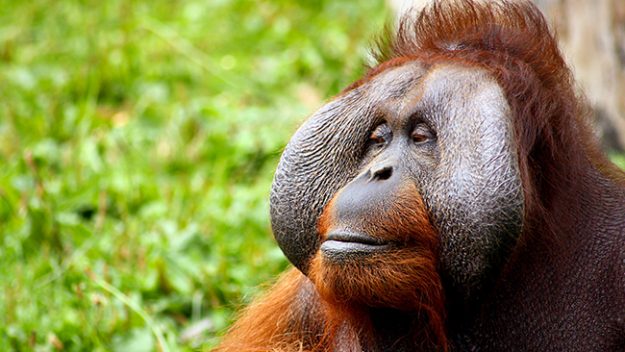 Male flanged Orangutan