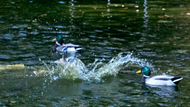 Three ducks swim next to a large splash