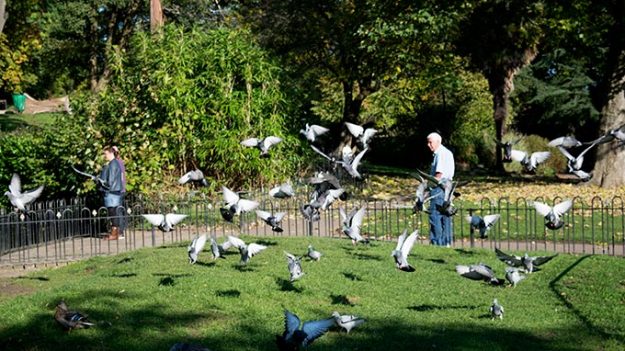 A flock of pigeons settling down on green grass while an older man walks behind them