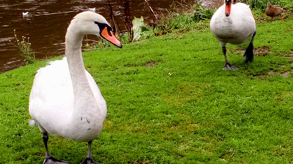 Swans by the Taff