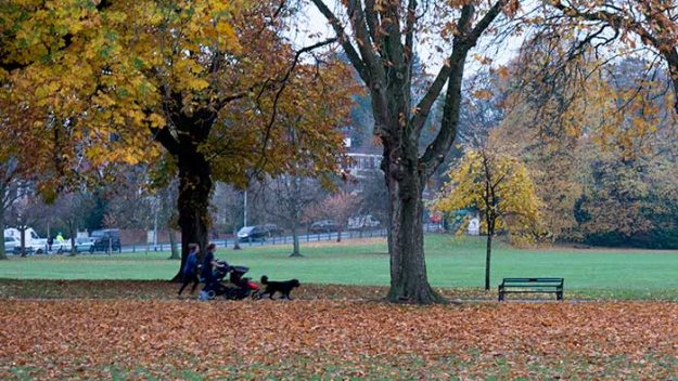 A distance shot of two joggers and a dog across a leaf-strewn field