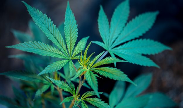Cannabis Drugs Plant Medicine